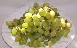 Thompson Seedless Grape Vine - 1 Gallon Pot 7 Thompson Seedless Grape Vine - 1 Gallon Pot -Good Housekeeping Shop 10092 thompson seedless grape