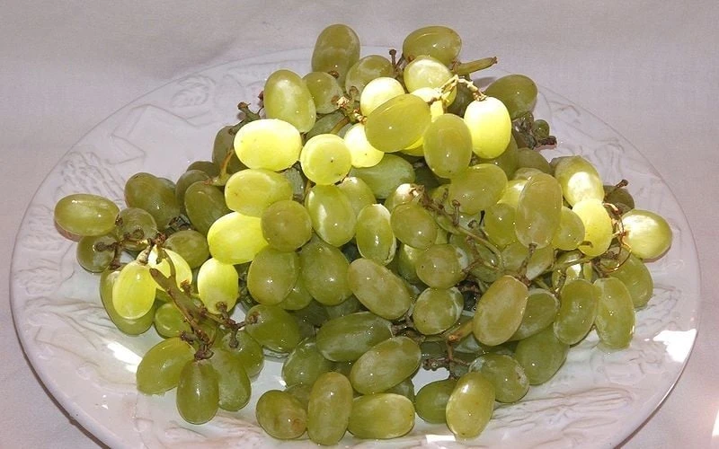 Thompson Seedless Grape Vine - 1 Gallon Pot 4 Thompson Seedless Grape Vine - 1 Gallon Pot - Image 4