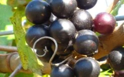 Lane Muscadine Grape Vine (Self Fertile) - 1 Gallon Pot -Good Housekeeping Shop 10133 lane muscadine