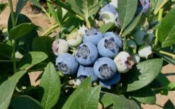 Biloxi Southern Highbush Blueberry - 1 Gallon Pot -Good Housekeeping Shop 10151 biloxi blueberry