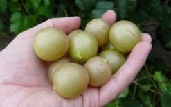 Summit Muscadine - 1 Gallon Pot -Good Housekeeping Shop 10470 summit muscadine