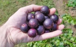 Nesbitt Muscadine Grape Vine - 1 Gallon Pot -Good Housekeeping Shop 10547 nesbitt muscadine