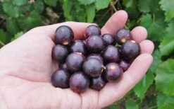 Noble Muscadine Grape Vine (Self Fertile) - 1 Gallon Pot -Good Housekeeping Shop 10548 noble muscadine