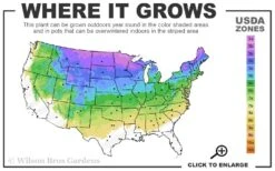 Phantom Hydrangea - 5 Gallon Pot -Good Housekeeping Shop 3a 8a 3