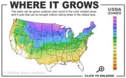 Sweet Summer Panicle Hydrangea - 3 Gallon Pot 8 Sweet Summer Panicle Hydrangea - 3 Gallon Pot -Good Housekeeping Shop 3a 8b 5