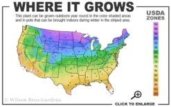 Limelight PeeGee Hydrangea - 2.5 Gallon Pot -Good Housekeeping Shop 3a 9b 7