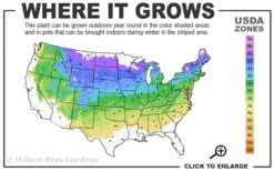 Heritage Raspberry - 6 Pack Of 1 Gallon Pots -Good Housekeeping Shop 4a 8a 2