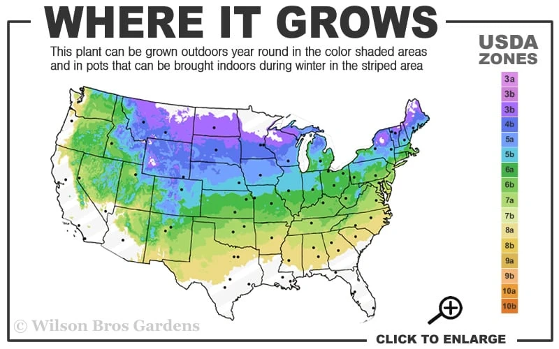 Northern Highbush Blueberry (Vaccinum Corymbosum) - 6 Pack Of 1 Gallon Pots 3 Northern Highbush Blueberry (Vaccinum Corymbosum) - 6 Pack Of 1 Gallon Pots - Image 3
