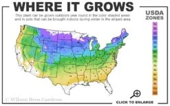 Ribbon Candy Swamp Azalea (Rhododendron Viscosum) - 1 Gallon Pot 8 Ribbon Candy Swamp Azalea (Rhododendron Viscosum) - 1 Gallon Pot -Good Housekeeping Shop 4a 8b 4