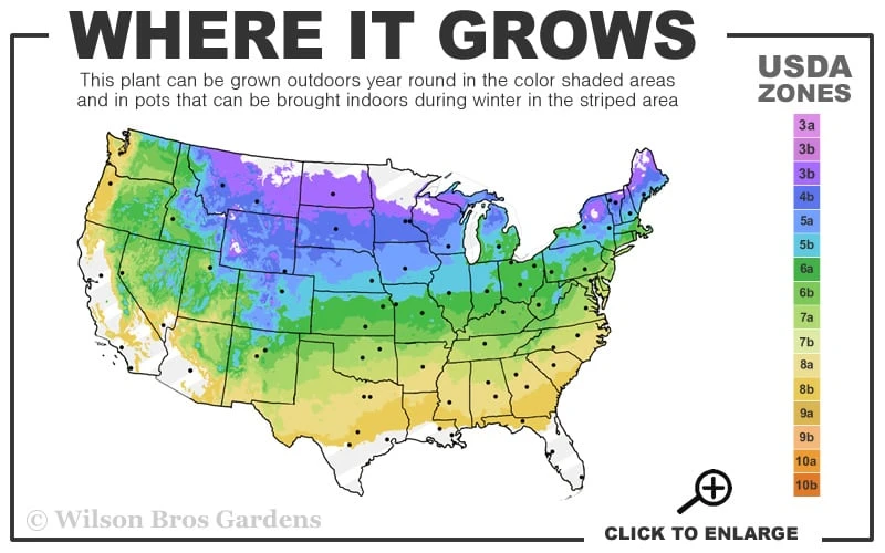 Ribbon Candy Swamp Azalea (Rhododendron Viscosum) - 1 Gallon Pot 3 Ribbon Candy Swamp Azalea (Rhododendron Viscosum) - 1 Gallon Pot - Image 3