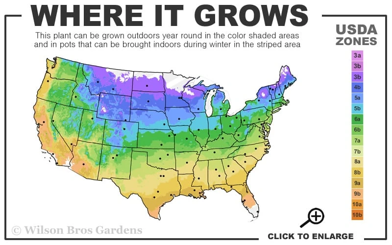 Southern Crabapple (Malus Angustifolia) - 3 Gallon Pot 3 Southern Crabapple (Malus Angustifolia) - 3 Gallon Pot - Image 3