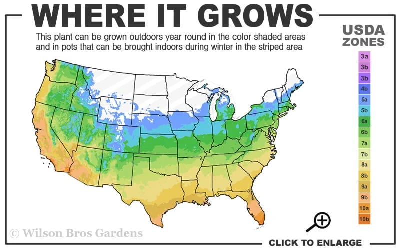 Sapphire Skies Big Bend Yucca Rostrata - 1 Gallon Pot 3 Sapphire Skies Big Bend Yucca Rostrata - 1 Gallon Pot - Image 3