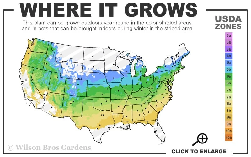 Niagara Seedless Grape Vine - 1 Gallon Pot 3 Niagara Seedless Grape Vine - 1 Gallon Pot - Image 3