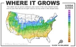 Delaware Valley White Azalea - 6 Pack Of 1 Gallon Pots -Good Housekeeping Shop 5a 8b 5