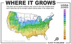 Jubilee Southern Highbush Blueberry - 3 Gallon Pot -Good Housekeeping Shop 5a 9a
