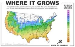 Dear Dolores Hydrangea - 1 Gallon Pot 9 Dear Dolores Hydrangea - 1 Gallon Pot -Good Housekeeping Shop 5a 9b 32