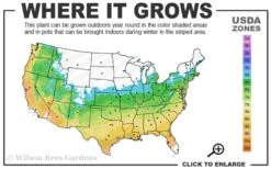 Lady In Red Hydrangea - 3 Gallon Pot -Good Housekeeping Shop 5b 9b