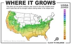Orchid Showers Deja Bloom Azalea - 1 Gallon Pot 6 Orchid Showers Deja Bloom Azalea - 1 Gallon Pot -Good Housekeeping Shop 6A 9B 34