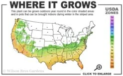 Russian 26 Cold Hardy Pomegranate - 1 Gallon Pot 9 Russian 26 Cold Hardy Pomegranate - 1 Gallon Pot -Good Housekeeping Shop 6B 11 1