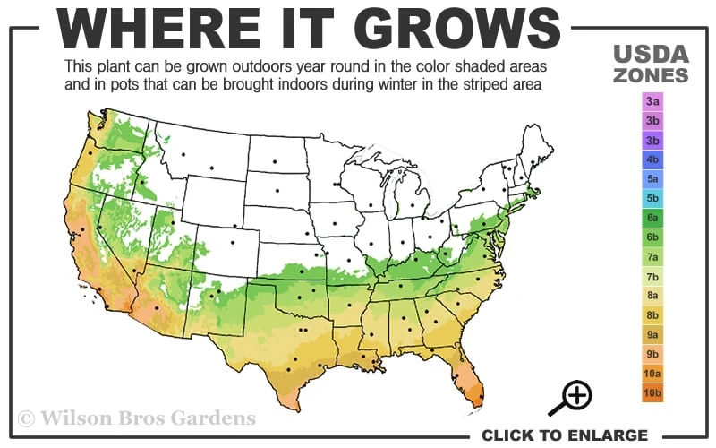 Russian 26 Cold Hardy Pomegranate - 6 Pack Of 1 Gallon Pots 3 Russian 26 Cold Hardy Pomegranate - 6 Pack Of 1 Gallon Pots - Image 3