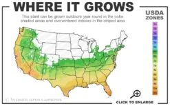 Osage Thornless Blackberry - 6 Pack Of 1 Gallon Pots -Good Housekeeping Shop 6a 10b 1