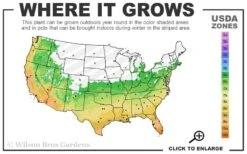 Russian Cold Hardy Pomegranate - 3 Gallon Pot -Good Housekeeping Shop 6a 11 7