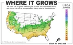 Titan Blueberry - 6 Pack Of 1 Gallon Pots -Good Housekeeping Shop 6a 9a 4