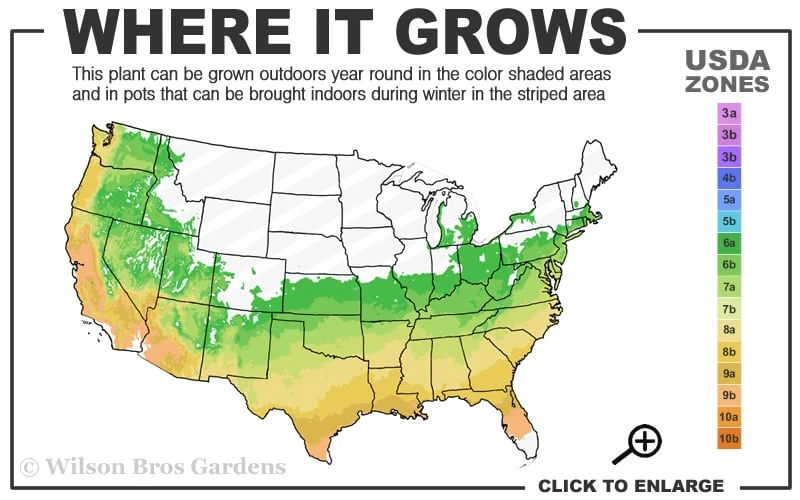 Northlake Beauty Azalea - 6 Pack Of 1 Gallon Pots 3 Northlake Beauty Azalea - 6 Pack Of 1 Gallon Pots - Image 3