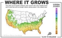 Angus Cold Hardy Eucalyptus Tree (Eucalyptus Nicholii) - 3 Gallon Pot -Good Housekeeping Shop 6b 10b 5