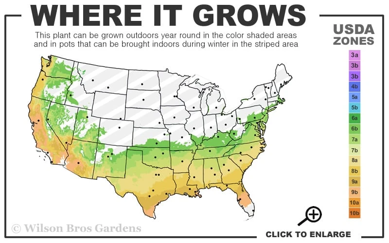 Amelia Rose Azalea - 1 Gallon Pot 3 Amelia Rose Azalea - 1 Gallon Pot - Image 3