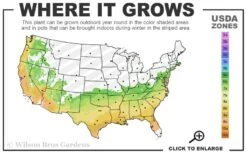 Climax Rabbiteye Blueberry - 2.5 Quart Pot -Good Housekeeping Shop 6b 9b 22