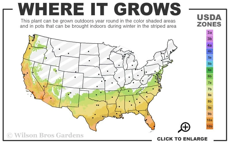 Thompson Seedless Grape Vine - 1 Gallon Pot 3 Thompson Seedless Grape Vine - 1 Gallon Pot - Image 3