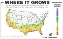 Celeste Fig Tree - 6 Pack Of 1 Gallon Pots -Good Housekeeping Shop 7a 10b 39