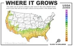 Premier Rabbiteye Blueberry - 2.5 Quart Pot -Good Housekeeping Shop 7a 9b 27