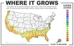 Arbequina Olive Tree - 7 Gallon Pot (5-6') -Good Housekeeping Shop 7b 10b 11