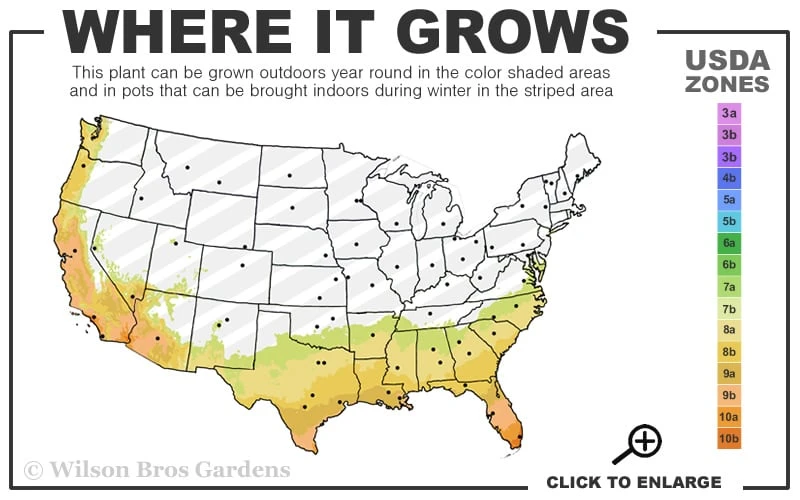 Arbequina Olive Tree - 1 Gallon Pot 3 Arbequina Olive Tree - 1 Gallon Pot - Image 3