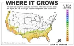 Austin Rabbiteye Blueberry - 1 Gallon Pot -Good Housekeeping Shop 7b 9b 3