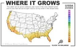 Bluey Cold Hardy Eucalyptus Tree (Eucalyptus Pulverulenta) - 2 Gallon Pot -Good Housekeeping Shop 8a 11 5