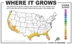 Summit Muscadine - 1 Gallon Pot -Good Housekeeping Shop 8b 11