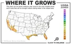Meyer Lemon Tree (Citrus X Meyeri) - 5 Gallon Pot -Good Housekeeping Shop 9a 11
