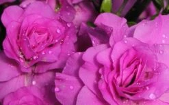 Amelia Rose Azalea - 3 Gallon Pot 9 Amelia Rose Azalea - 3 Gallon Pot -Good Housekeeping Shop Azalea Amelia Rose 1