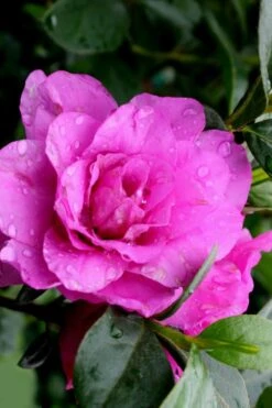 Amelia Rose Azalea - 3 Gallon Pot 8 Amelia Rose Azalea - 3 Gallon Pot -Good Housekeeping Shop Azalea Amelia Rose 3