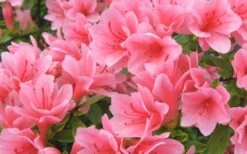 Coral Bells Azalea - 1 Gallon Pot -Good Housekeeping Shop Azalea Coral Bells