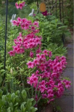 Orchid Showers Deja Bloom Azalea - 1 Gallon Pot 7 Orchid Showers Deja Bloom Azalea - 1 Gallon Pot -Good Housekeeping Shop Azalea Deja Bloom Orchid Showers 5
