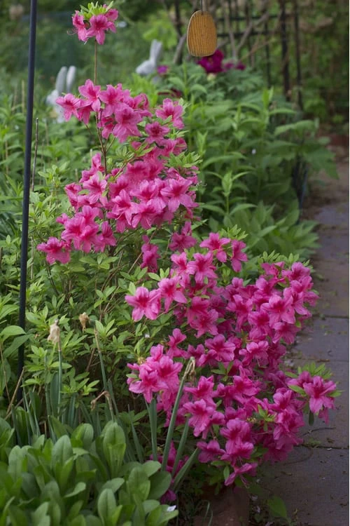 Orchid Showers Deja Bloom Azalea - 1 Gallon Pot 4 Orchid Showers Deja Bloom Azalea - 1 Gallon Pot - Image 4
