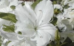 Delaware Valley White Azalea - 6 Pack Of 1 Gallon Pots -Good Housekeeping Shop Azalea Delaware Valley White 2 1