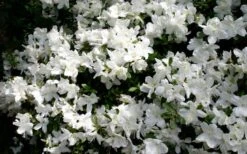Delaware Valley White Azalea - 6 Pack Of 1 Gallon Pots -Good Housekeeping Shop Azalea Deleware Valley White Bloom 1