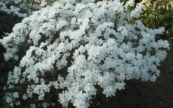 Delaware Valley White Azalea - 1 Gallon Pot -Good Housekeeping Shop Azalea Deleware Valley White Landscape