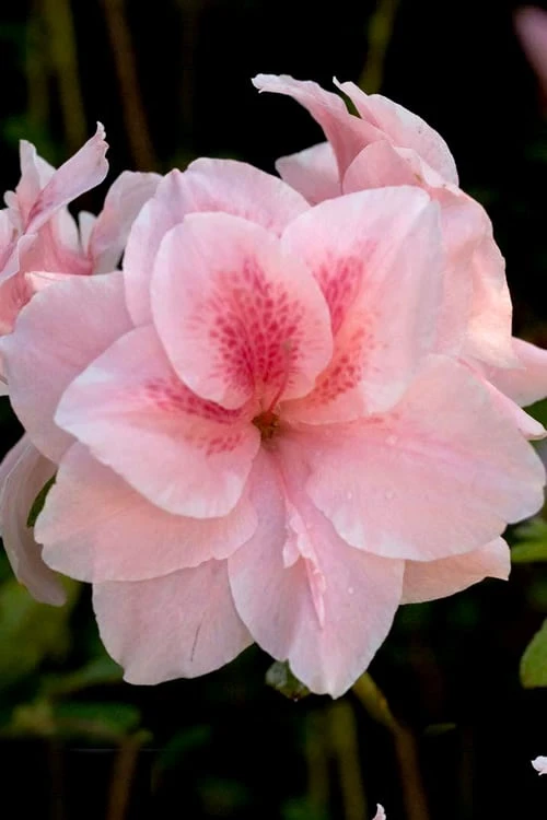 Autumn Belle Encore Azalea - 6 Pack Of 1 Gallon Pots 1 Autumn Belle Encore Azalea - 6 Pack Of 1 Gallon Pots