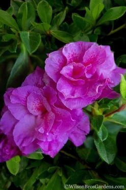 Autumn Majesty Encore Azalea - 3 Gallon Pot -Good Housekeeping Shop Azalea Encore Autumn Majesty 5